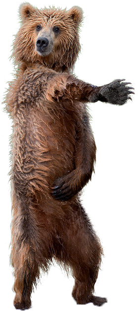 Brown Cutouts - Brown Bear Transparent (279x627), Png Download