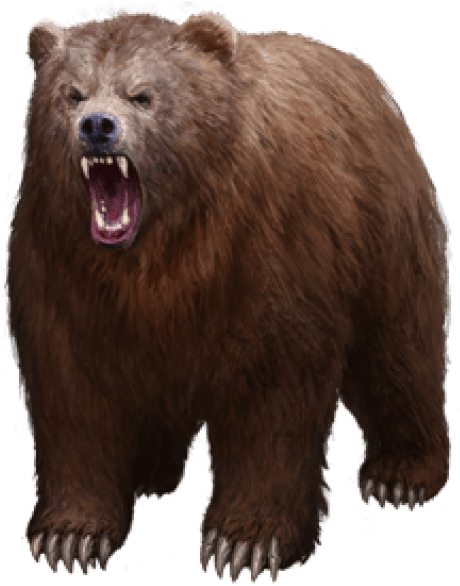 Download Free Png Bear Png Images Transparent Grizzly Bear Png Full Size Png Image Pngkit