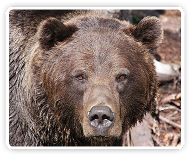 Post By Grrraaahhh On Nov 2, 2012 At - Brown Bear (750x613), Png Download