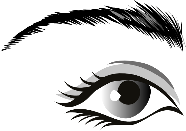 Human Eye Organ Drawing Globe - Eye Clip Art (530x750), Png Download