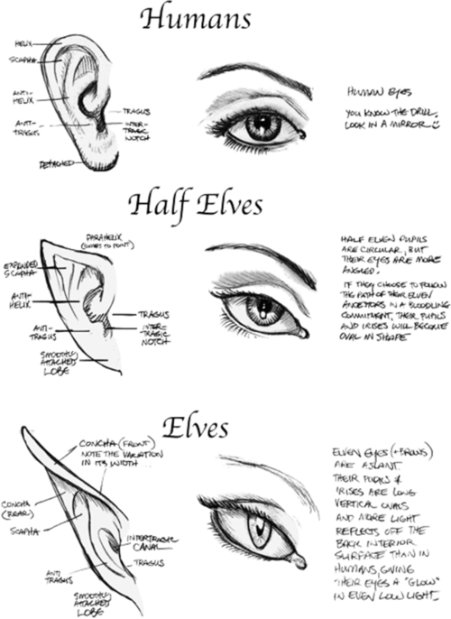 Human - Half Elf Ears (500x686), Png Download