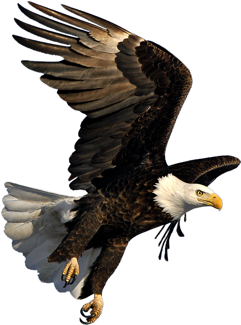 Bald Eagle Flying Png - Eagle Flying Png (798x729), Png Download
