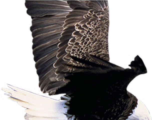 Eagles In The Grand Canyon (640x480), Png Download