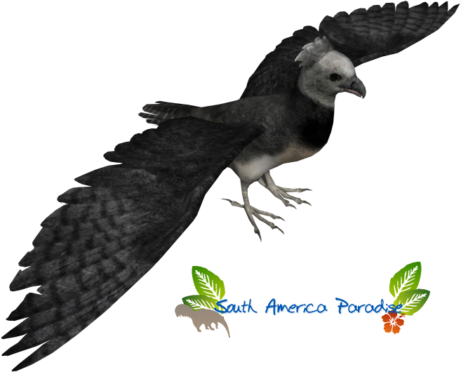 Harpy Eagle - Zoo Tycoon 2 Eagle (668x545), Png Download