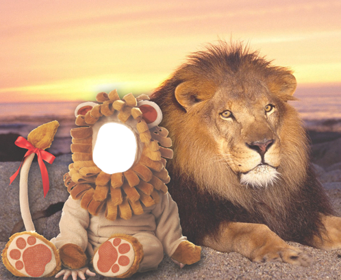 Baby - Lion - Good Evening Lion (498x409), Png Download