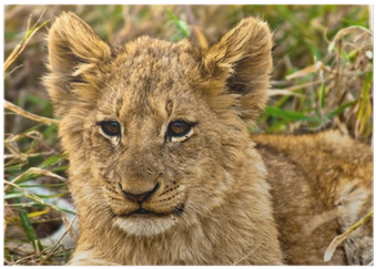 Leopard (400x400), Png Download