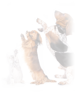 Join The Team - Cafepress A Dachshund Begs For A T Rectangular Canvas (311x441), Png Download