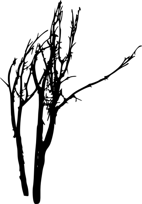 Free Png Bare Tree Silhouette Png Images Transparent - Portable Network Graphics (480x687), Png Download