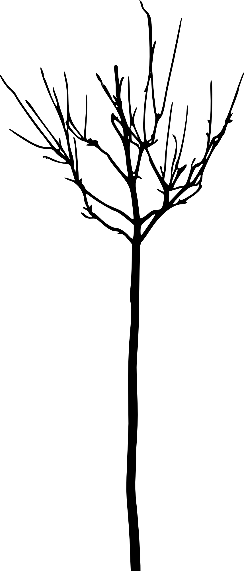 Free Png Simple Bare Tree Silhouette Png Images Transparent - Twig (480x1121), Png Download