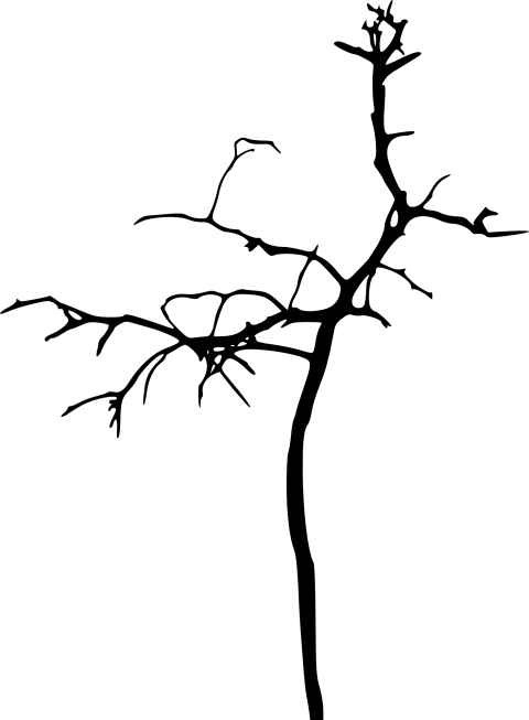 Free Png Simple Bare Tree Silhouette Png Images Transparent - Silhouette (480x653), Png Download