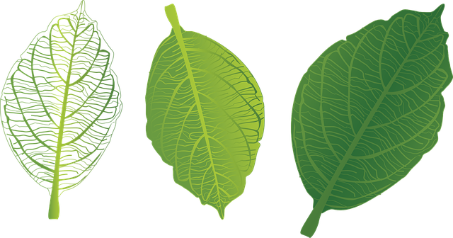 Green Leaf Png Free Download - Green Leaf Png (640x336), Png Download