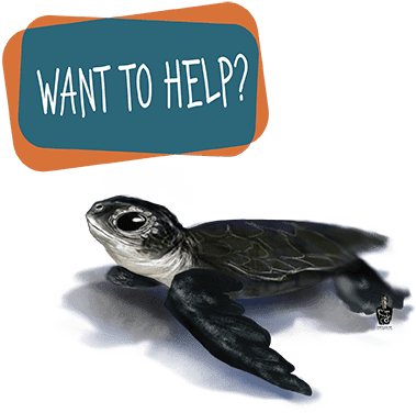 Kilometers Of Mediterranean Coastline Surveyed - Sea Turtle Help (401x416), Png Download