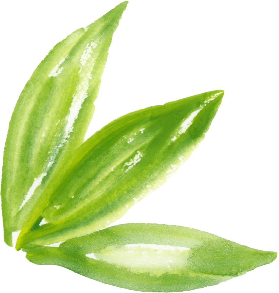 Ftestickers Watercolor Leaves Green - Green Leaf Watercolor (1057x1024), Png Download