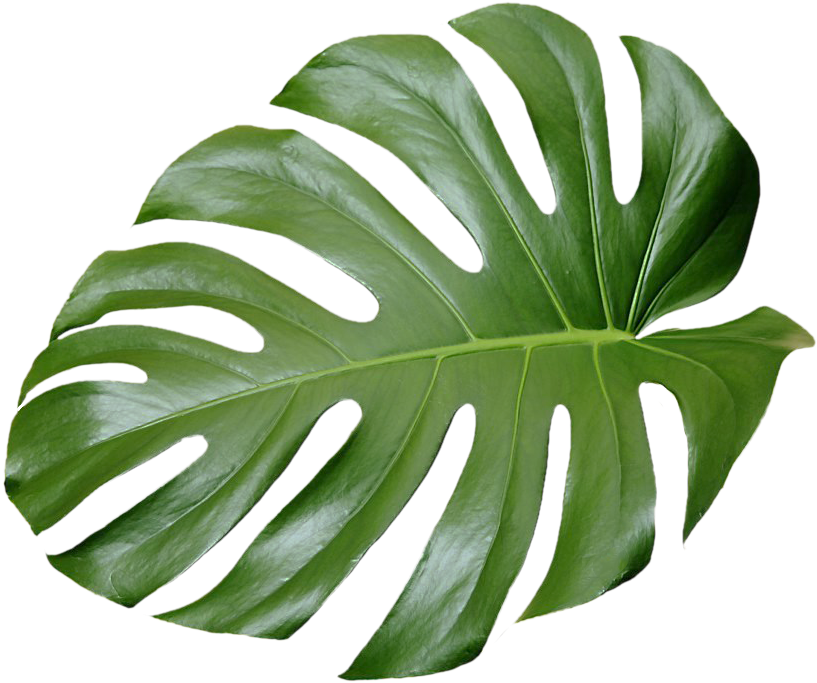 Tree No Leaves Png For Free - Tropical Leaves Png Transparent (1024x797), Png Download