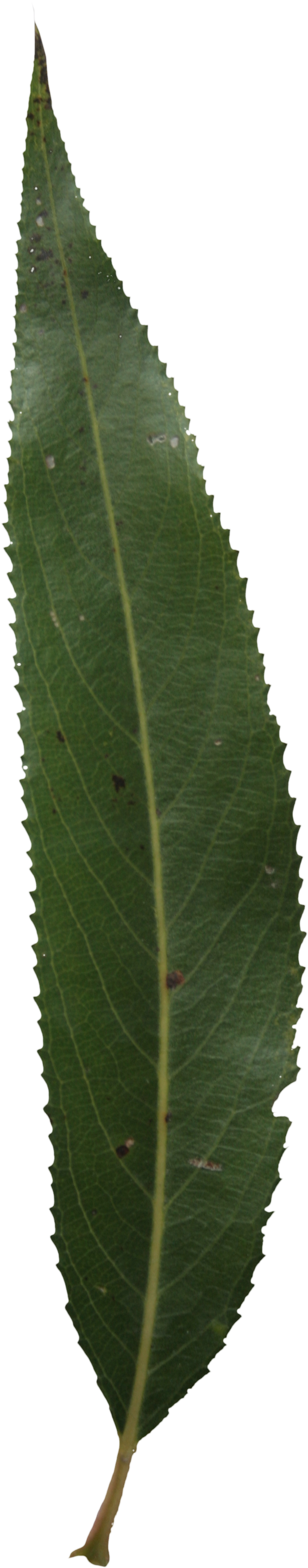 Single Green Leaf Png Image Free Download (1268x3456), Png Download