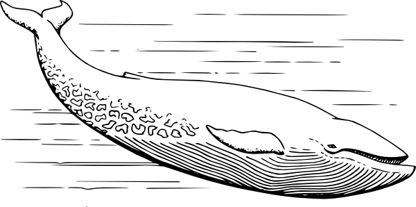 Blue Whale Clipart Black And White - Whale In Black And White (600x298), Png Download