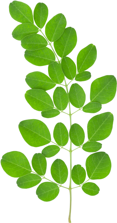Moringa Leaf - Au Natural Organics Moringa Oil 3.4 Oz | 100 Ml (400x769), Png Download