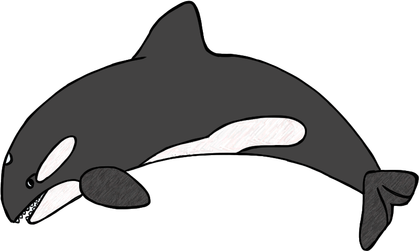 Killer Whale Clipart Black And White Dromgcb Top - Orca Clipart (886x565), Png Download
