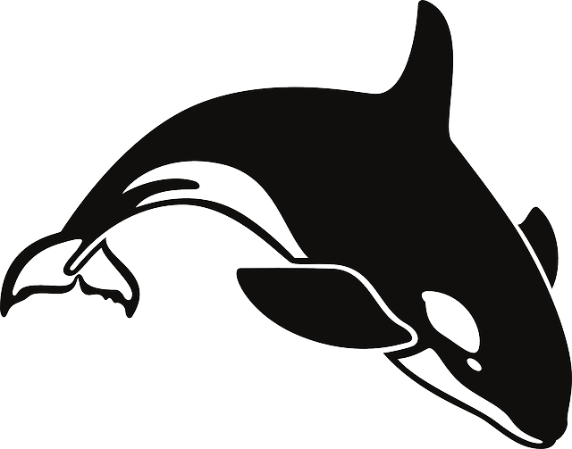 Orca Clipart Transparent - Killer Whale Throw Blanket (600x472), Png Download