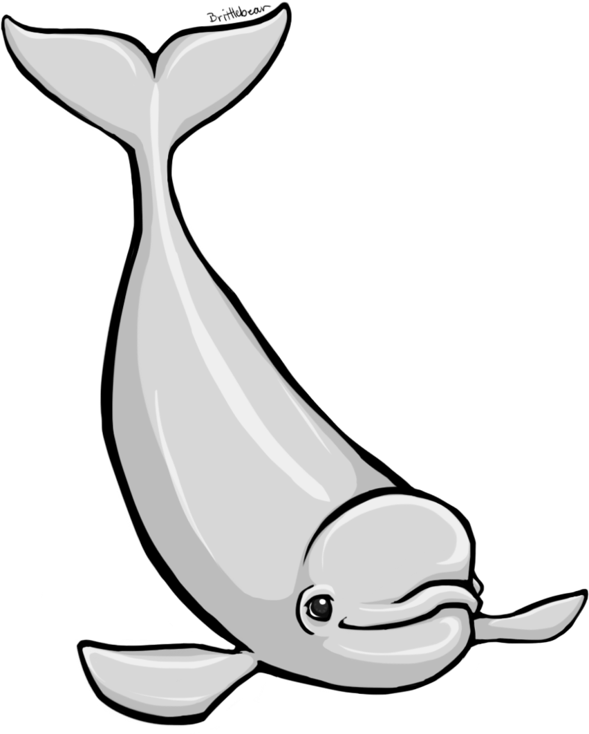 Beluga Whale Clipart - Beluga Clipart (900x1076), Png Download