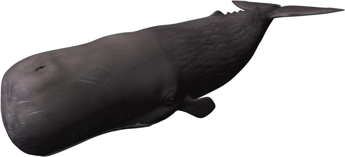 Sperm Whale Clipart Brown - Whale 3d Png (1920x1080), Png Download