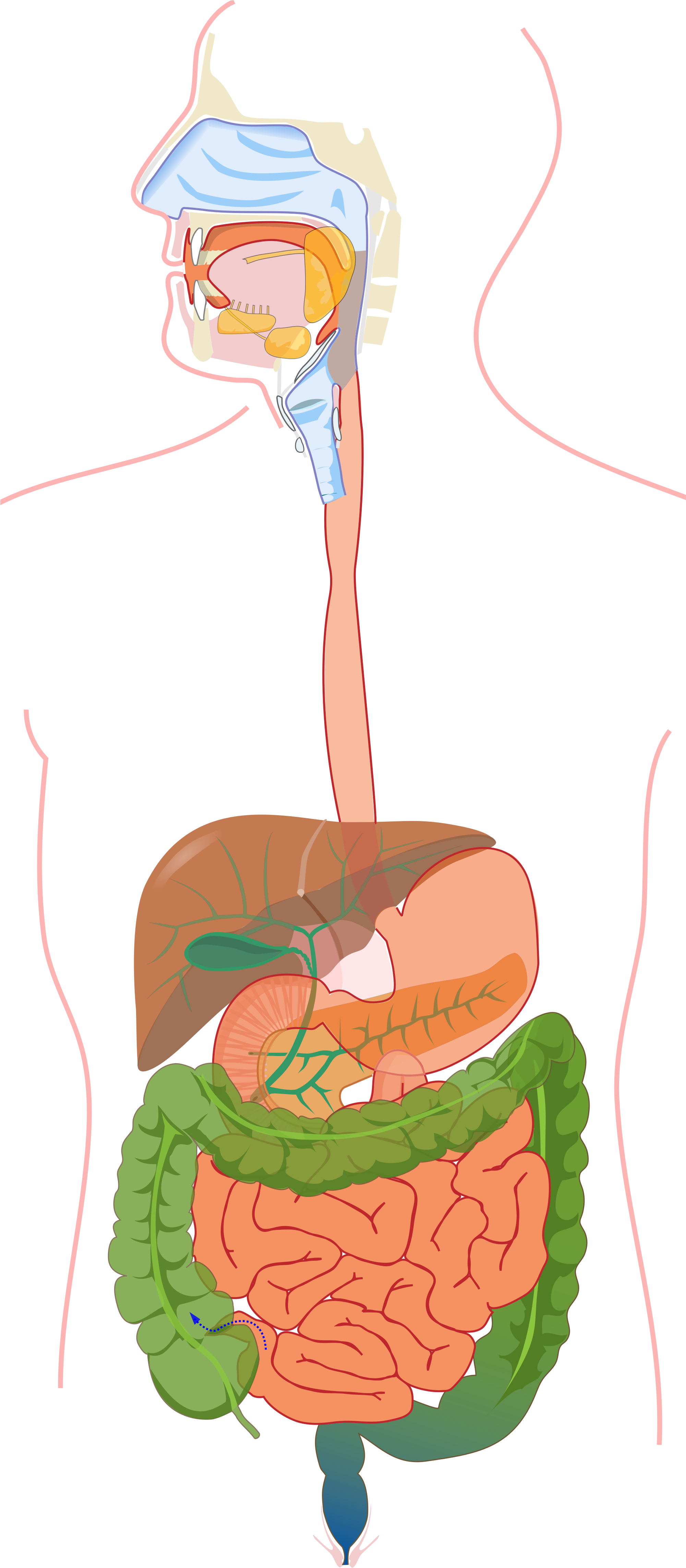 Open - Virskinimo Sistema (2000x4678), Png Download