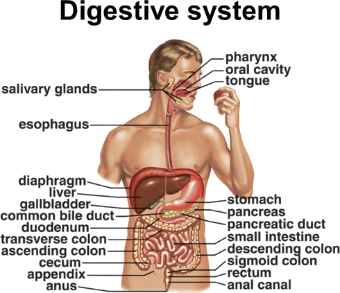Entire Tract Through Which The Food Move Is Called - Digestive System Images Hd (490x423), Png Download