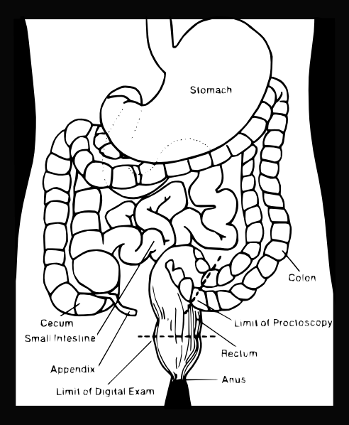 How To Set Use Digestive System Clipart (492x598), Png Download