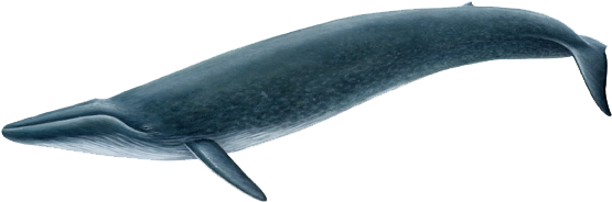 Blue Whale Png Picture - Blue Whale Png (606x224), Png Download