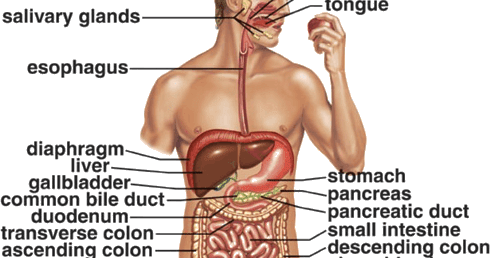 Rib (490x258), Png Download