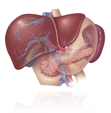 Test - Your Pancreas Located In Your (416x400), Png Download