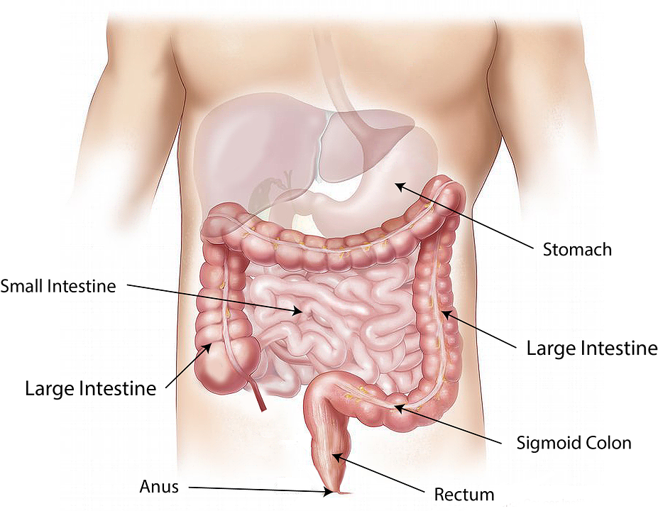 Can Cannabis Help With Digestive And Gut Problems - Things In The Abdomen (927x720), Png Download