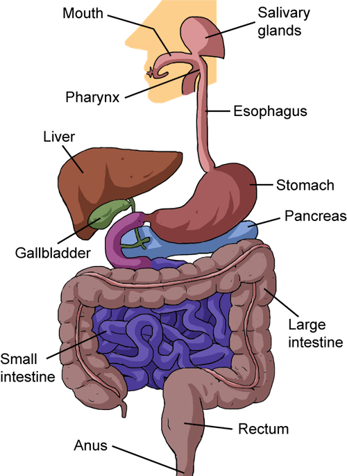 Banner Biology From Food To Finish Shmoop The - Nutrition In Human Beings (500x685), Png Download