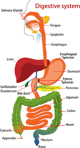 Anatomy Clipart Digestive System - Cartoon Pic Of Digestive System (267x492), Png Download