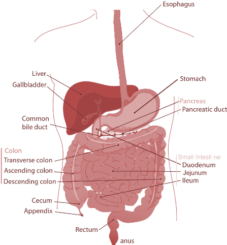 Gastroenterology Is The Branch Of Medicine Which Deals - Difference Between Esophagus And Oesophagus (450x495), Png Download