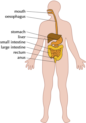 Colon Drawing Digestion System - Full Body Digestive System (391x500), Png Download
