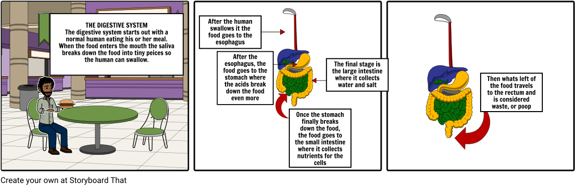 Digestive System Project - Human Digestive System (1164x385), Png Download