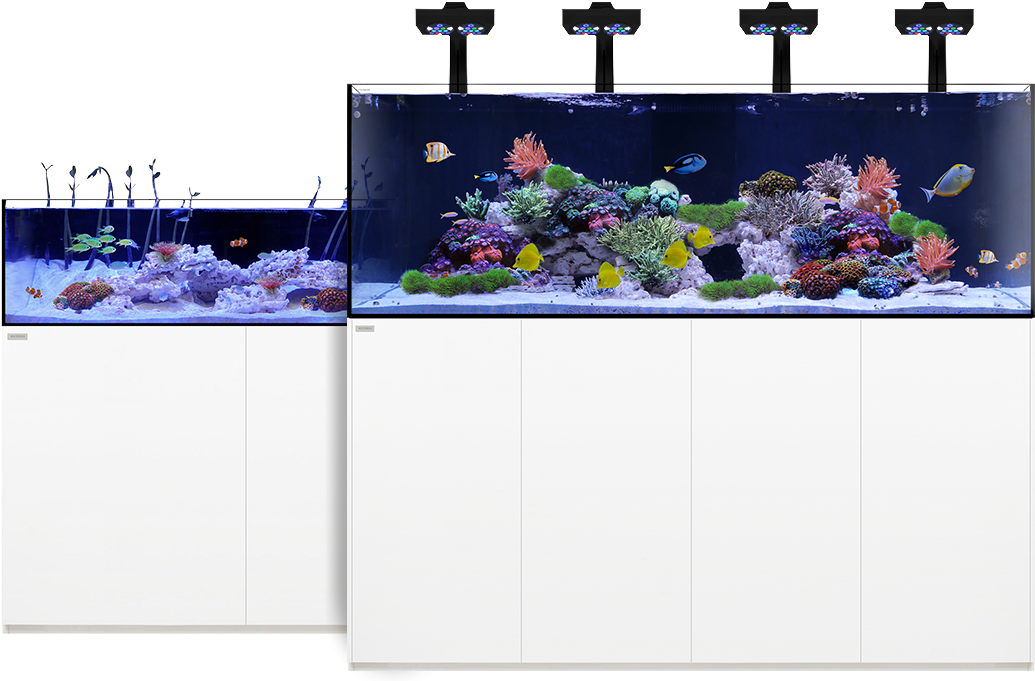 Learn More - Aquarium (1172x680), Png Download