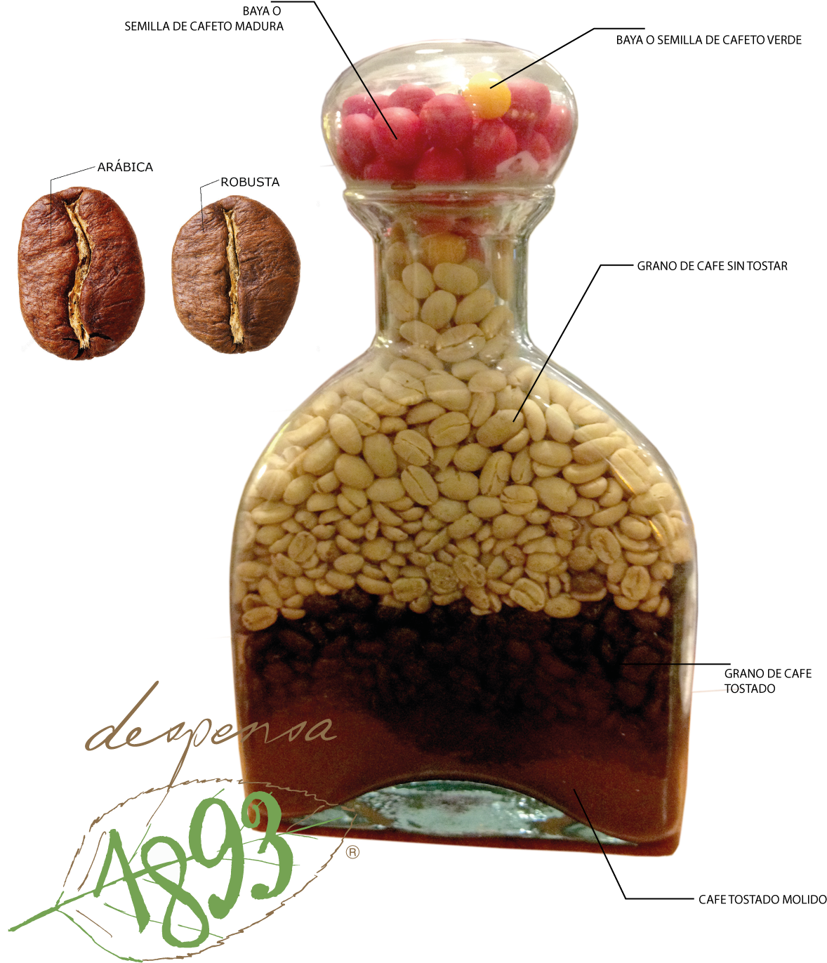 Cafe Proceso Png (1221x1489), Png Download