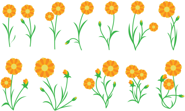 Calendula Plant Vector - Calendula Vector (700x490), Png Download