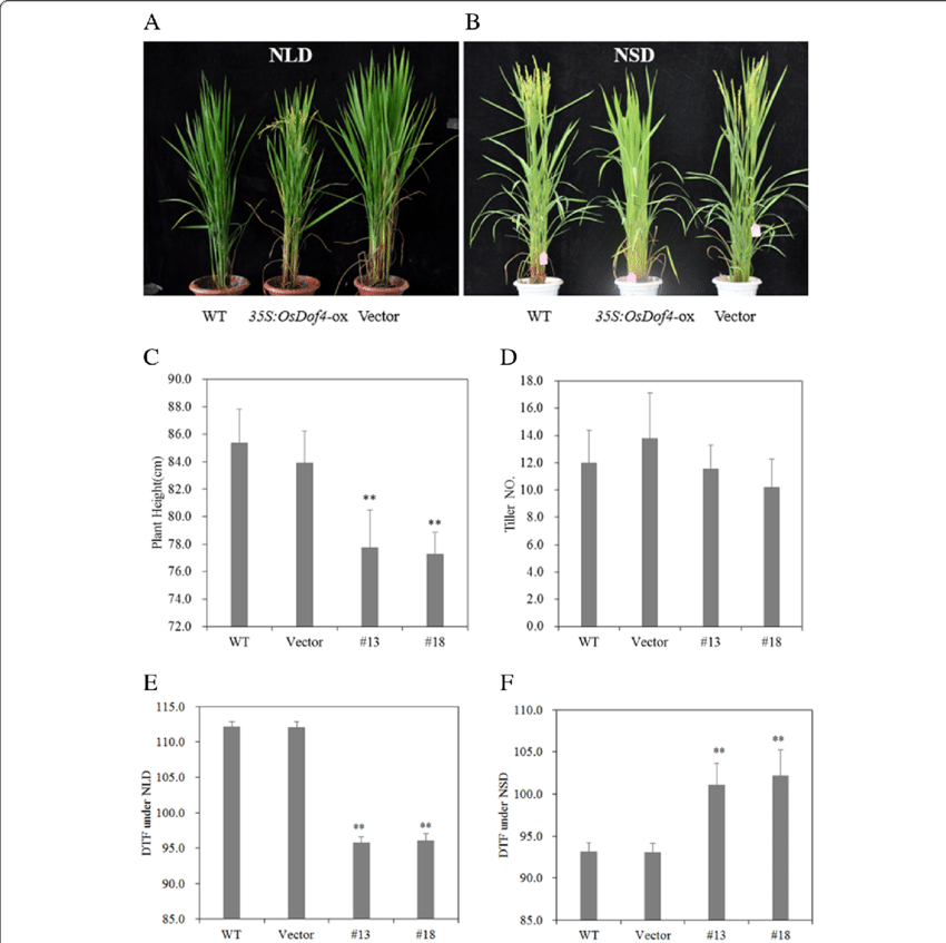 Agronomic Traits Comparison Between Osdof4 Ox And Control - Houseplant (850x847), Png Download