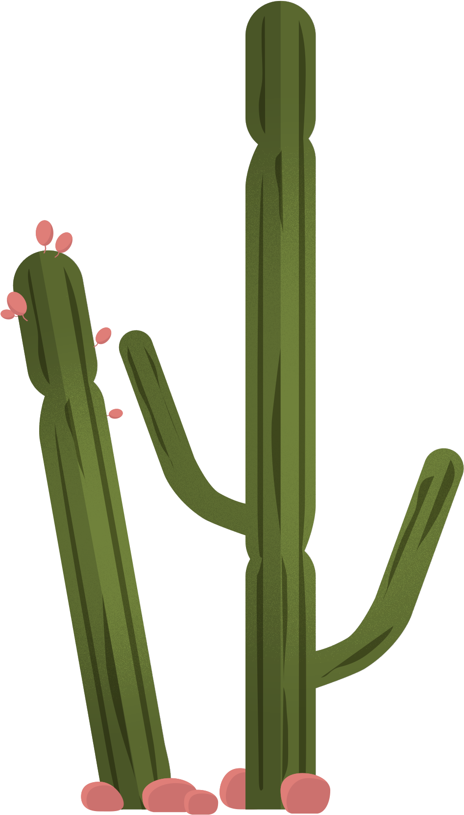 Vector Trees & Exterior Plants - Hedgehog Cactus (1772x2953), Png Download