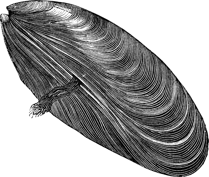Drawn Mussel Muscle Flex - Mussel Clip Art (700x593), Png Download