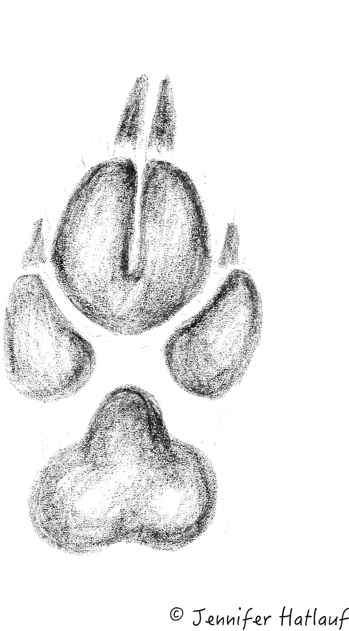 The Tracks Of The Golden Jackal Resembles That Of A - Goldschakal (863x1307), Png Download