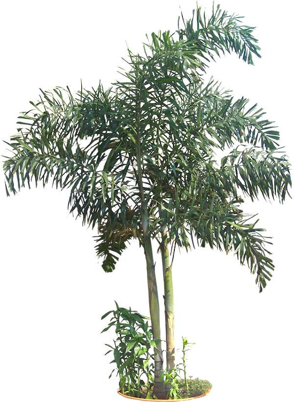 Pin By Putichai Sam On Tree Cut Out/ Cambodian Plants - Roystonea (609x841), Png Download