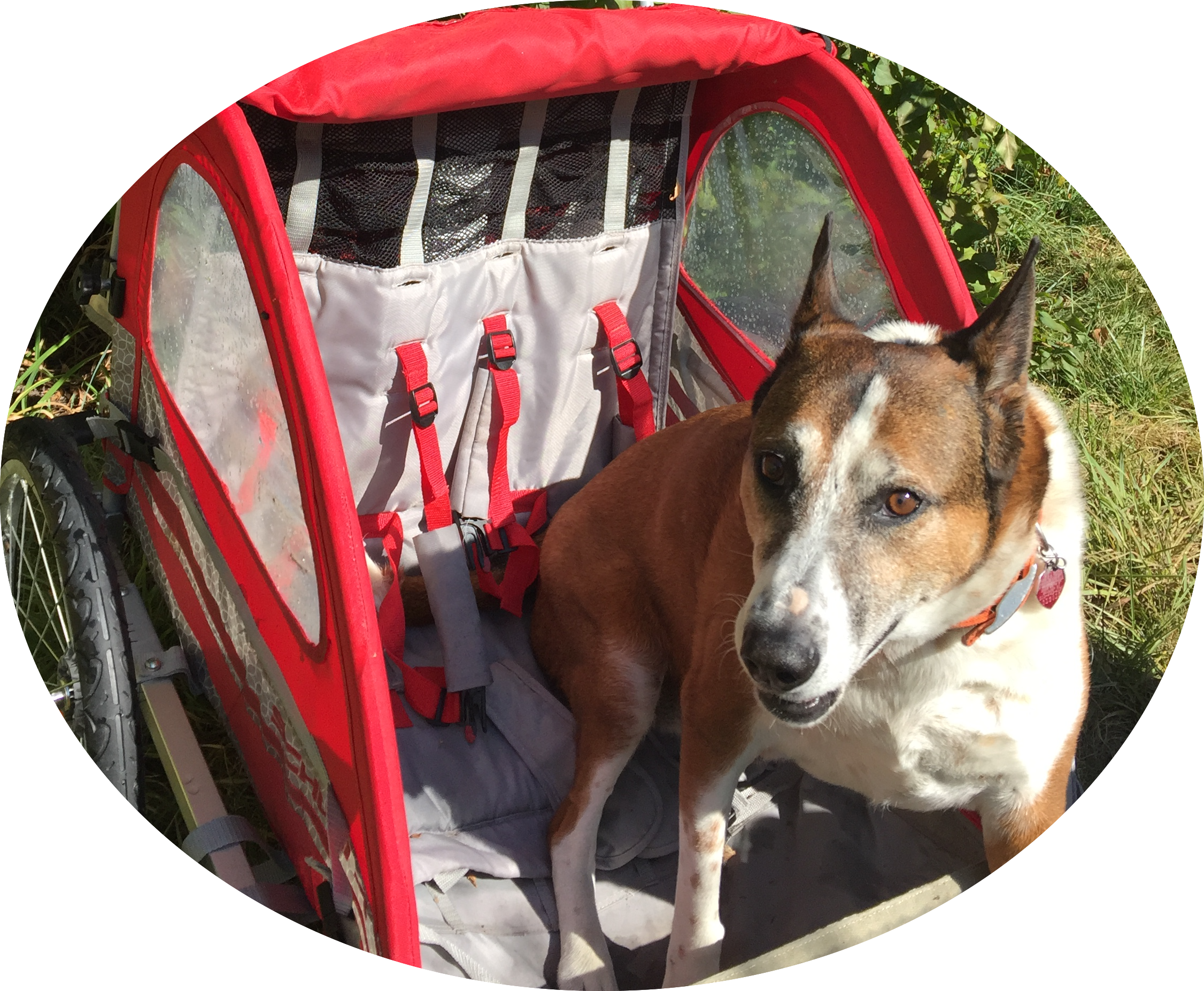 10 Fun Adventures You Can Take With Your Dog In Their - Companion Dog (2252x1853), Png Download