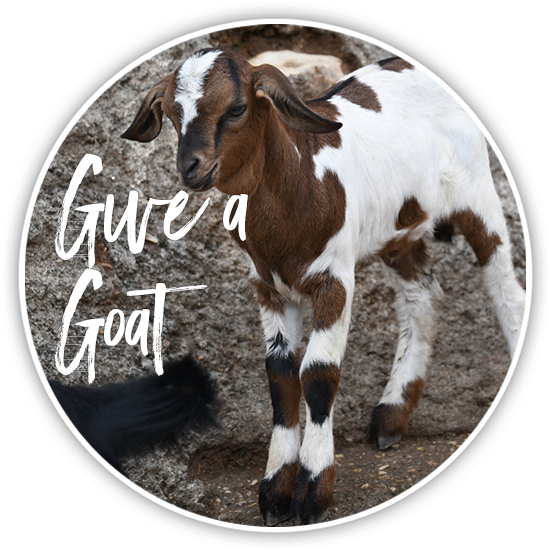 Goat - Foal (600x600), Png Download