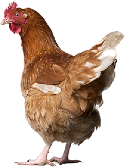 Chicken Png Icon - Free Range Eggs Nz (600x642), Png Download