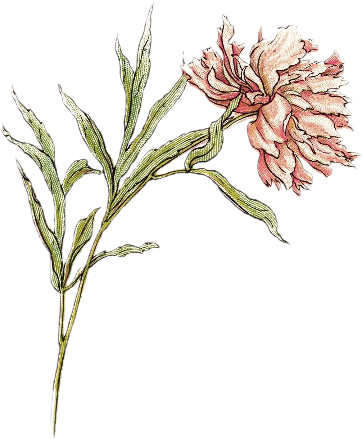 Kate Greenaway • Transparent - Illustration (1226x1541), Png Download