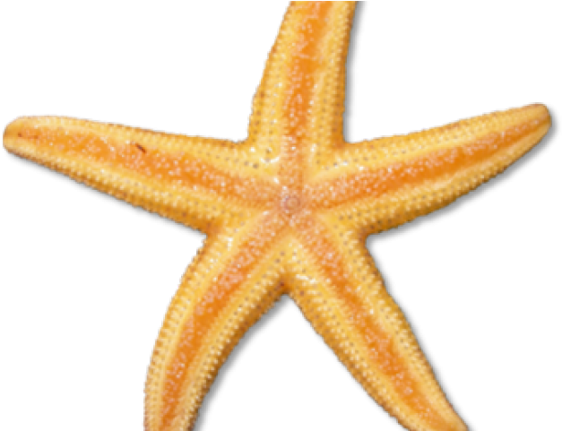 Starfish Clipart Google - Sea Creatures Png (640x480), Png Download